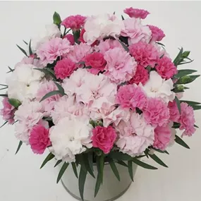 Dianthus teneriffa I love U