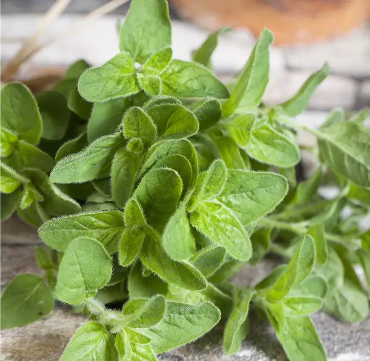 Garten-Dost 'Hot & Spicy'