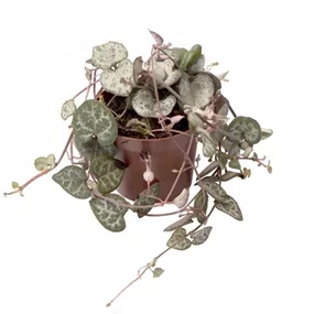 Ceropegia woodii Mini