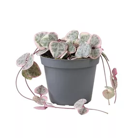 Ceropegia woodii variegata Mini