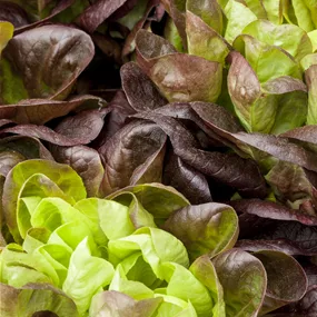 Lactuca sativa Salanova rot