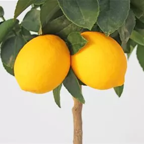 Citrus x meyer Lemon Stamm