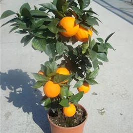 Citrus arancio washington navel Stamm