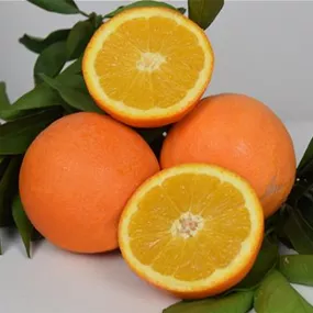 Citrus sinensis Arancio Orange Stamm