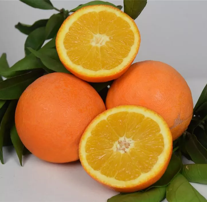 Orange 'Arancio'