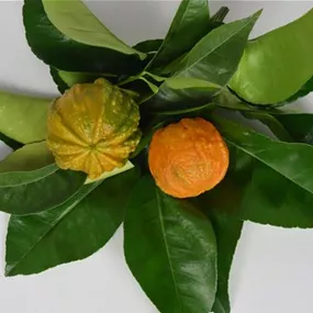 Citrus sinensis Arancio Corrugato Sauerorange Ministamm