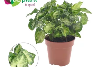 V001134724_Syngonium 'Pixie'.jpg