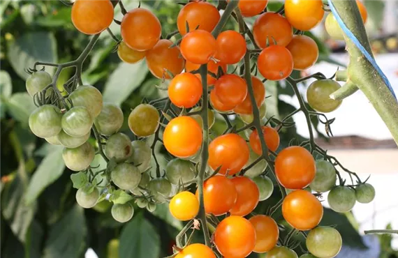 Cocktailtomate an der Pflanze Cocktailtomate an der Pflanze