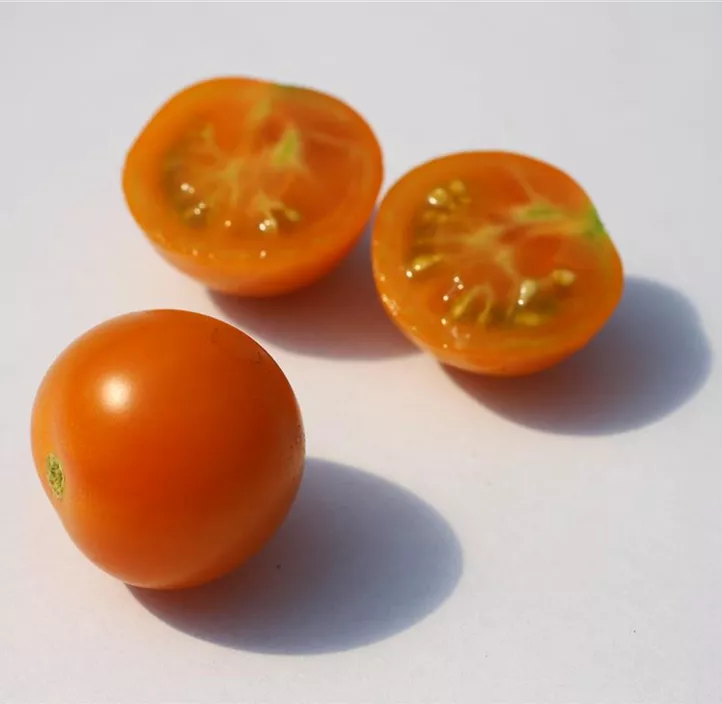 Tomate 'Sungold F1'