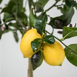 Citrus limon feminello carrubaro Stamm