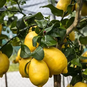Citrus limon femminello siracusano Stamm