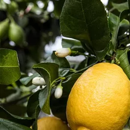 Citrus limon femminello zagara bianca