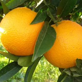 Citrus arancio vaniglia biondo Ministamm
