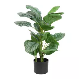 Calathea