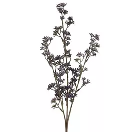 Prunus