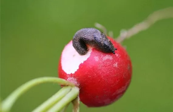 Nacktschnecke an Radieschen