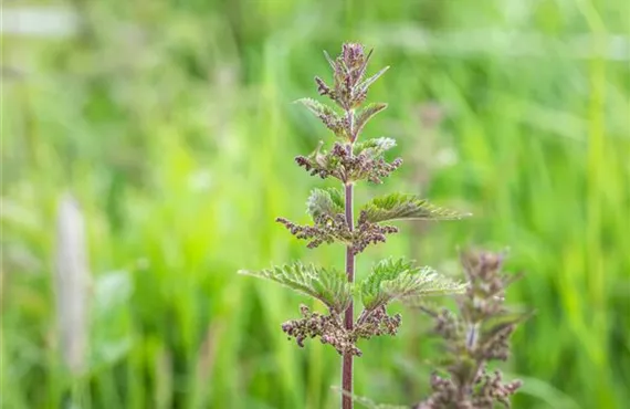 Urtica dioica