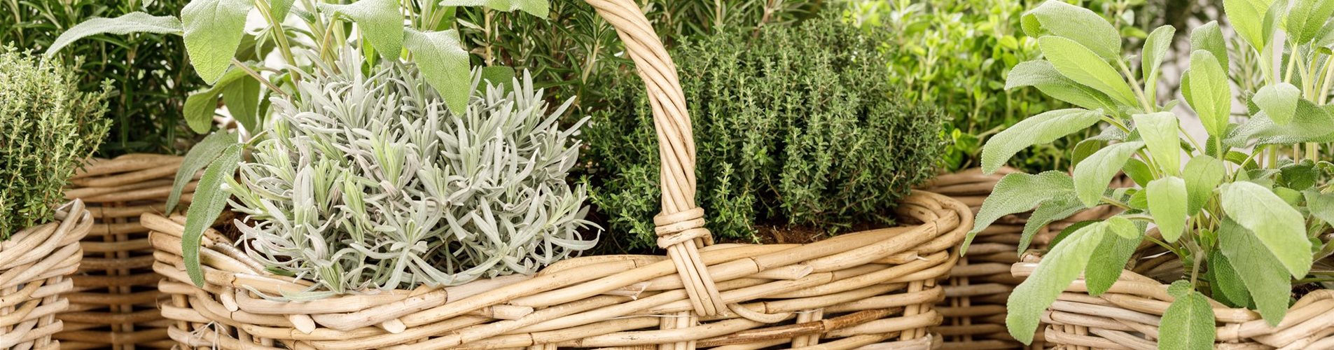 GS531504_Kräuter_-0-246-3360-1890