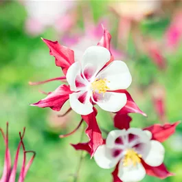 Aquilegia caerulea Earlybird Red White