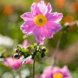 Anemone Royal Pink