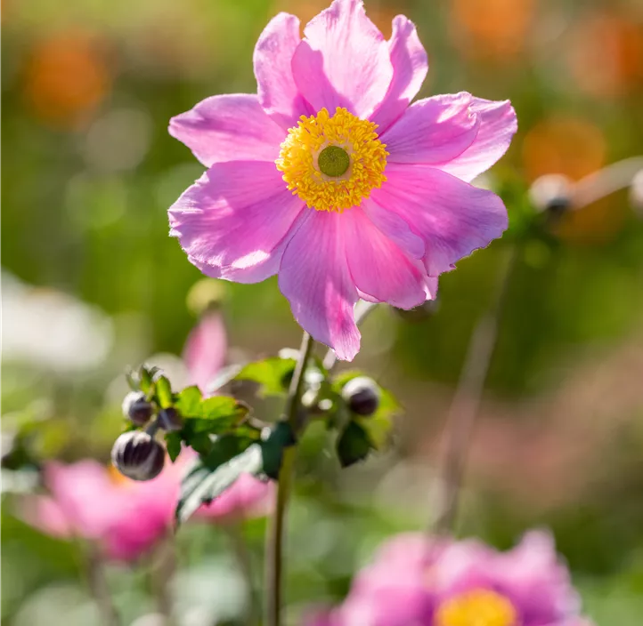 Herbst-Anemone 'Royal Pink'