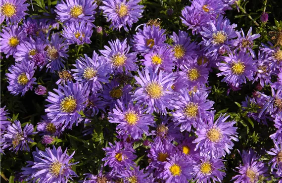 Erdbeeren im Hochbeet Aster dumosus 'Blaue Lagune'