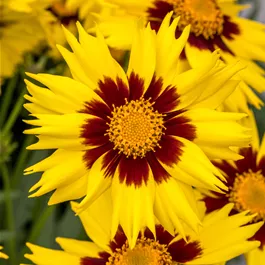 Coreopsis grandiflora UpTick Yellow & Red