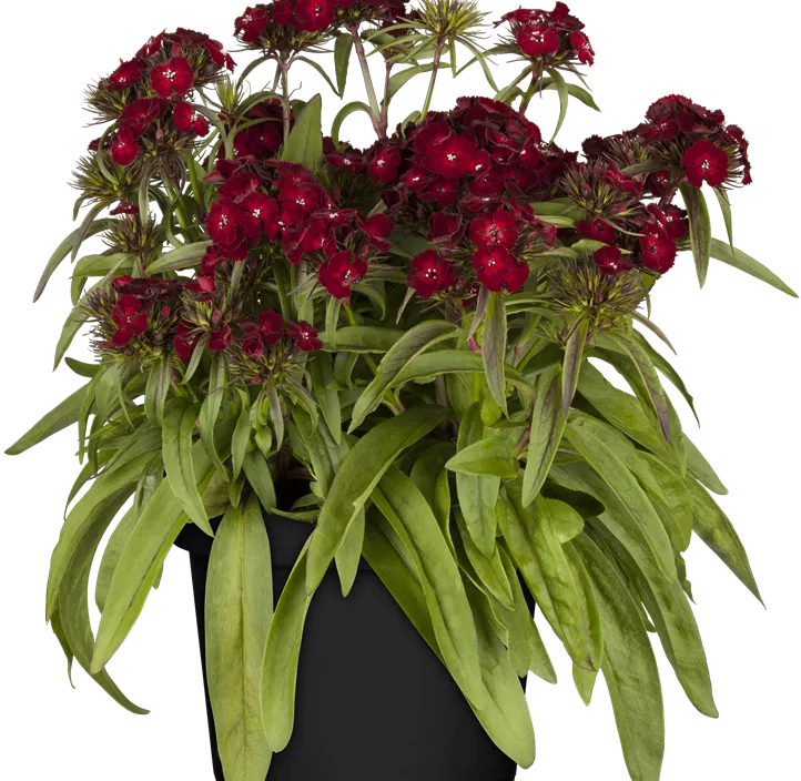 Bartnelke 'Dash Crimson'