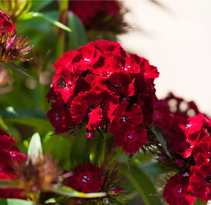 Bartnelke 'Dash Crimson'