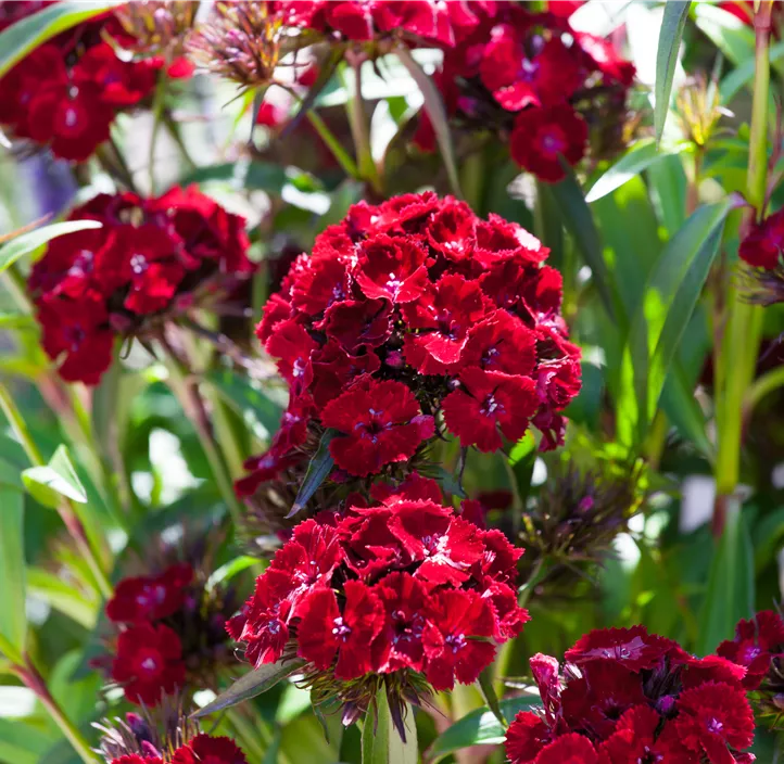 Bartnelke 'Dash Crimson'
