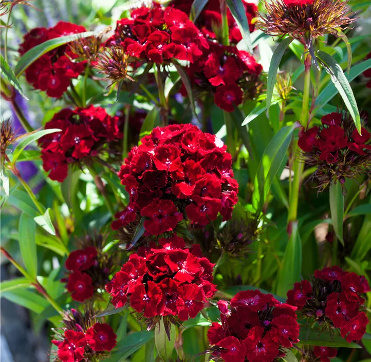 Bartnelke 'Dash Crimson'
