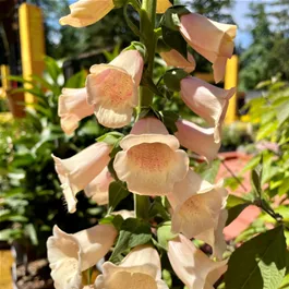 Digitalis purpurea Dalmatian Peach