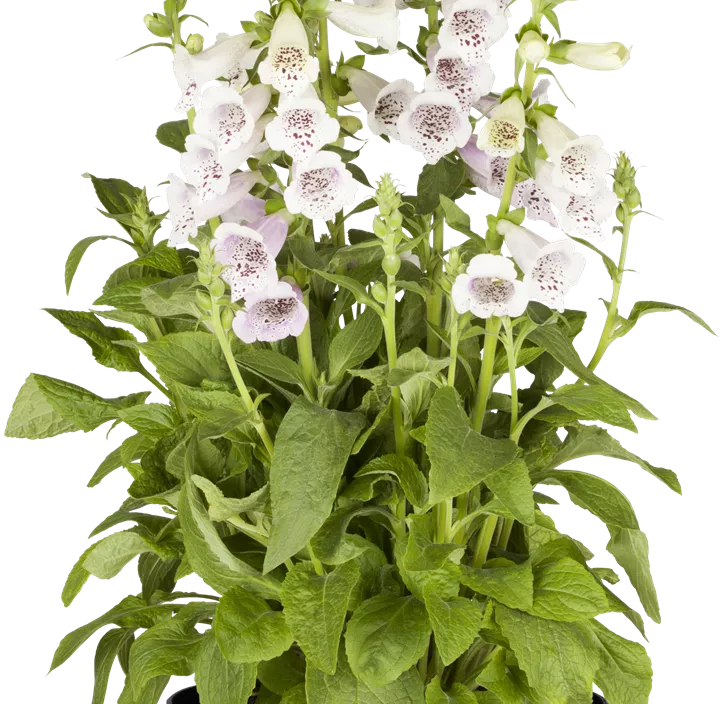 Garten-Fingerhut 'Dalmatian White'