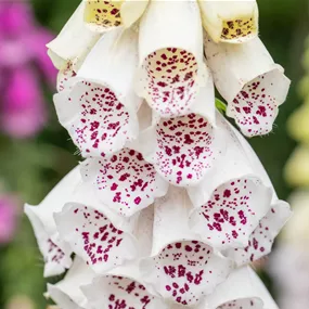 Digitalis purpurea Dalmatian White