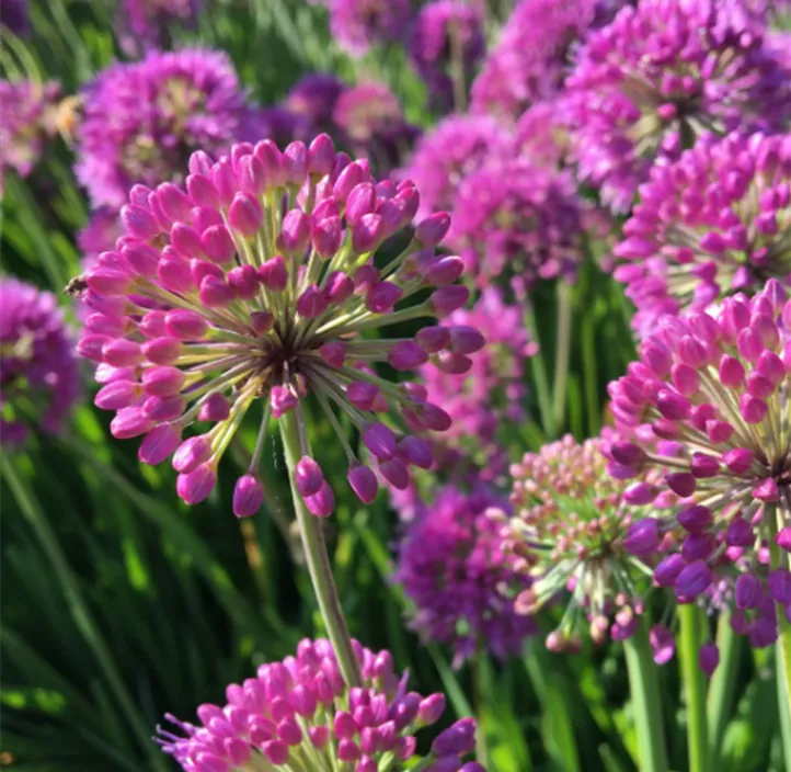 Ausdauernder Lauch 'Lavender Bubbles'