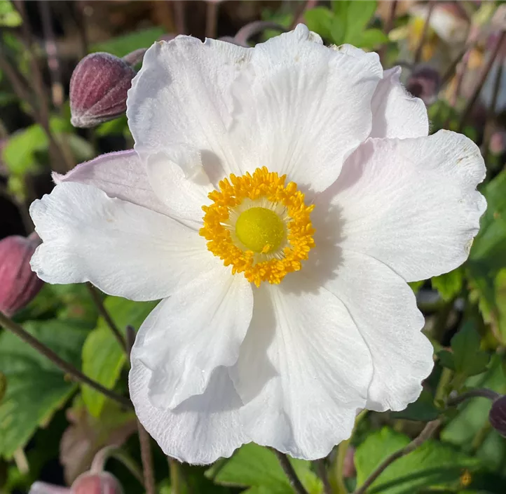 Anemone 'Fantasy® Elsa'