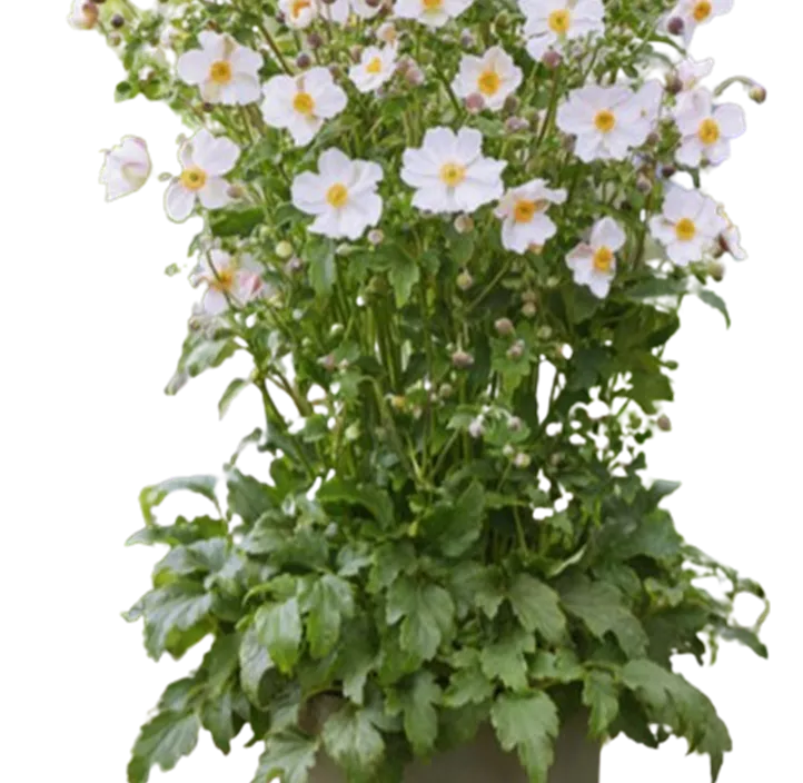 Anemone 'Fantasy® Elsa'