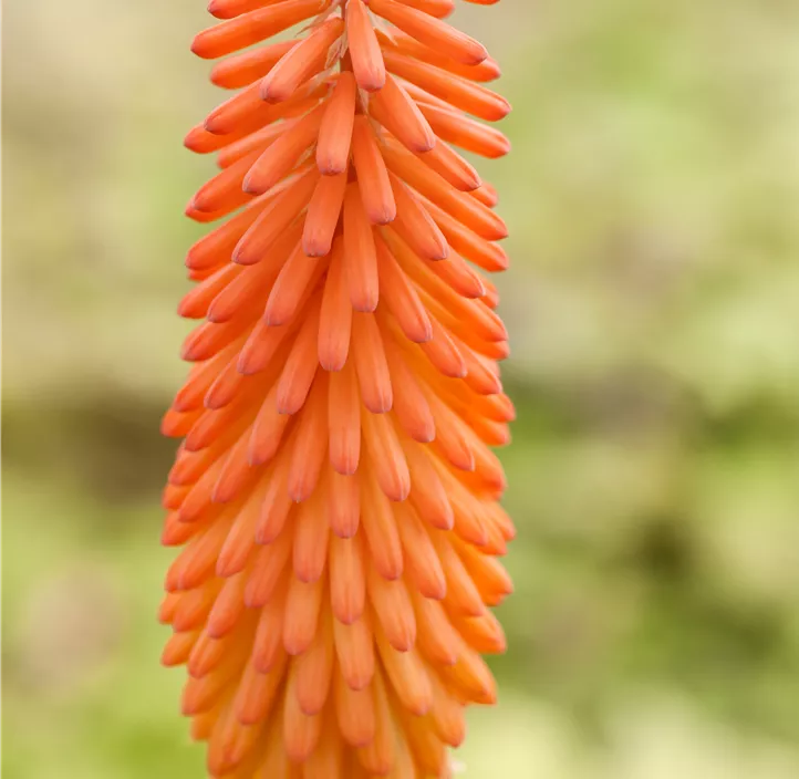 Garten-Fackellilie 'Poco Orange'