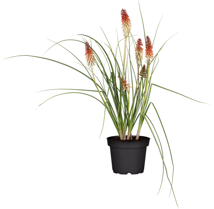 Garten-Fackellilie 'Papaya Popsicle'