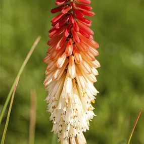 Kniphofia uvar 'Papaya Popsicle'