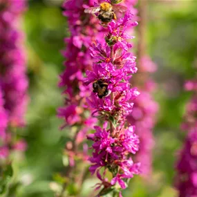 Lythrum salicaria Pink Blush