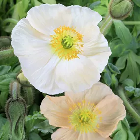 Papaver nudicaule Champagne Bubbles White