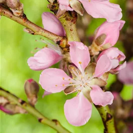Prunus dulcis Zwergmandel