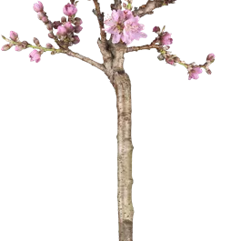 Prunus persica Pink Peachy Zwerg