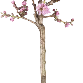 Prunus persica Pink Peachy Zwerg