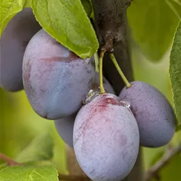 Prunus domestica Ersinger Frühzwetschke