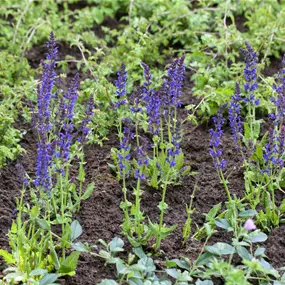 Salvia nemorosa Ostfriesland