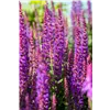 bellaflora Gartencenter GmbH