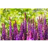 bellaflora Gartencenter GmbH