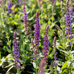 Salvia x superba Ostfriesland